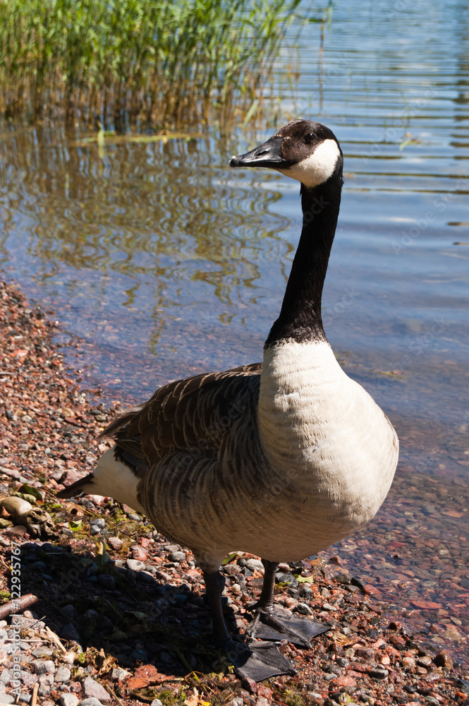 Obraz premium Close up of canada goose (Branta canadensis) at seashore, Finland.