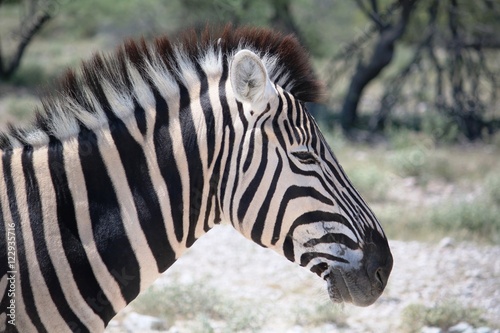 Head of a Burchell s zebra in Etosha National Park  Namibia Africa