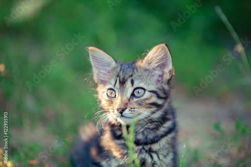 Kitten walking in the garden