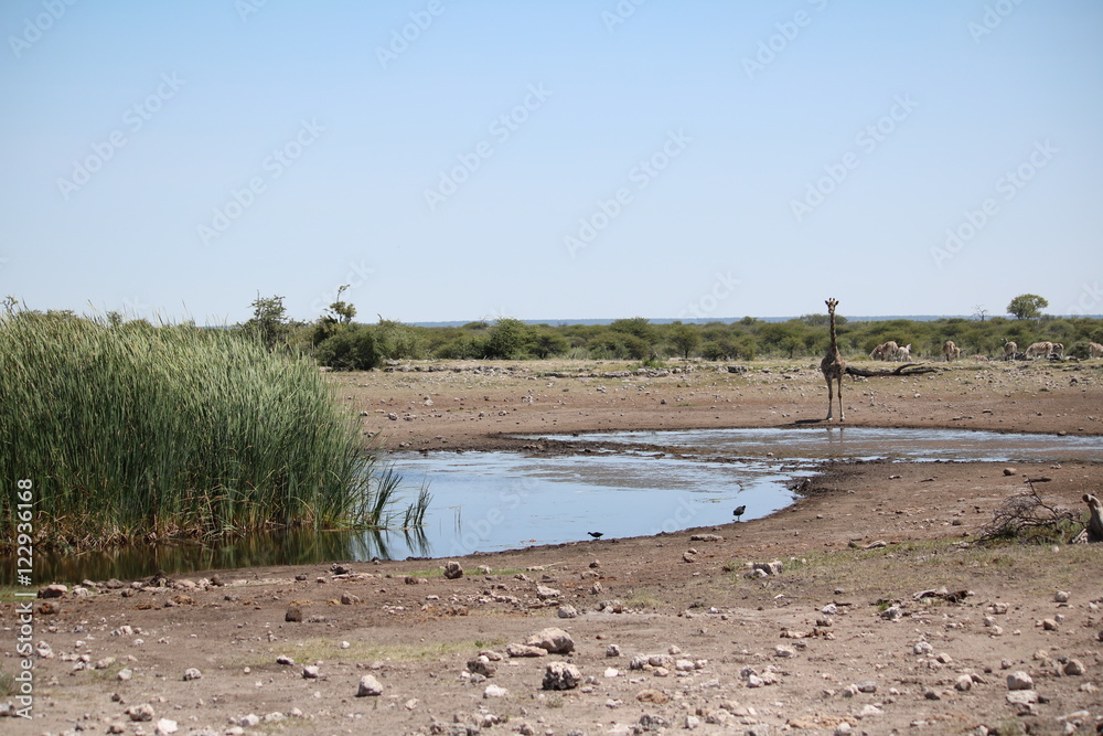 Waterhole in Etosha National Park, Namibia Africa