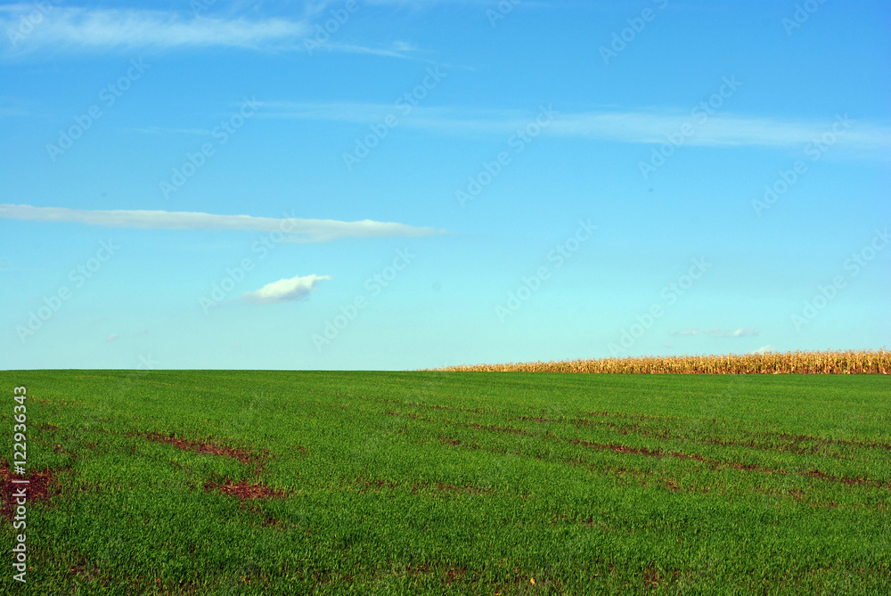 Landscape with green field of winter wheat and blue sky