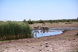 Zebras and giraffe at the waterhole in Etosha National Park, Namibia Africa