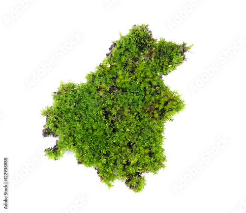 moss on white background