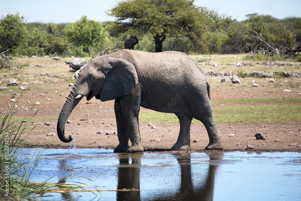 African elephant is drinking at waterhole in Etosha National Park, Namibia Africa
