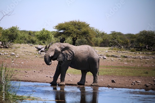 Thirsty African elephant bull at waterhole in Etosha Park  Namibia Africa