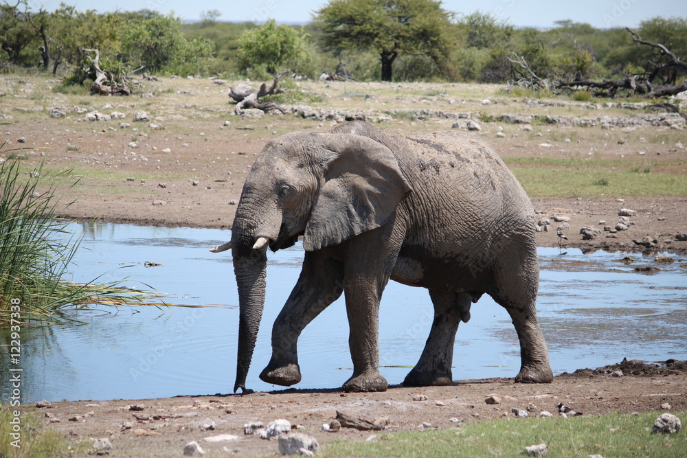 Elephant at the waterhole in Namibia Africa Elephant at the waterhole in Namibia Africa