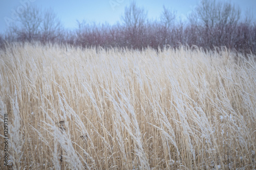 frozen grass and ground frost in winter background