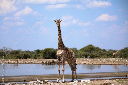 Curious giraffe at the waterhole in Namibia Africa