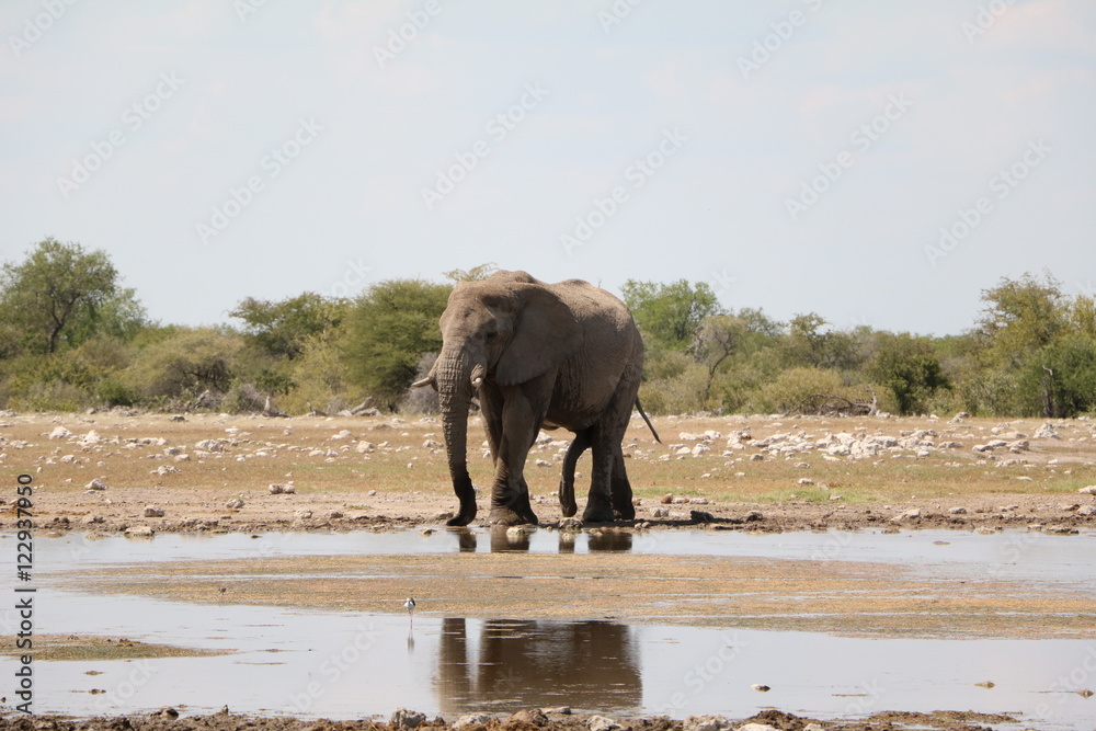 Obraz premium Large male elephant in Etosha National Park, Namibia Africa
