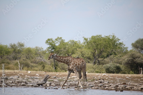Giraffes drinking water in Etosha National Park, Namibia Africa