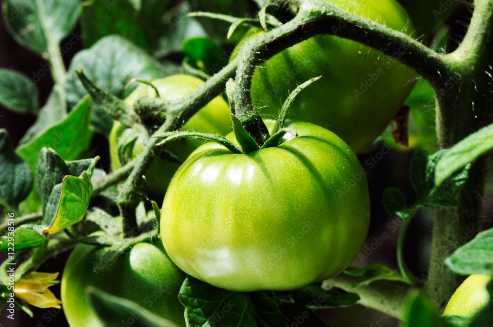 Green tomato bush Green tomato bush