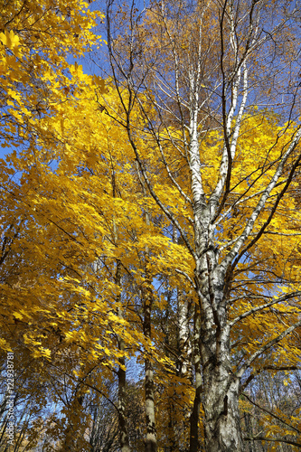 Beautiful autumn trees