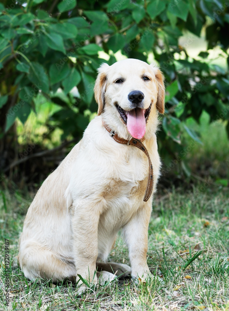 Young Golden Retriever