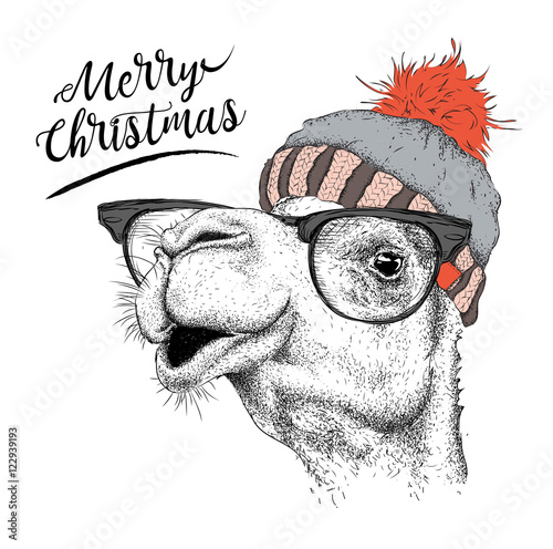 Christmas card with camel in winter hat. Merry Christmas lettering design. Vector illustration
