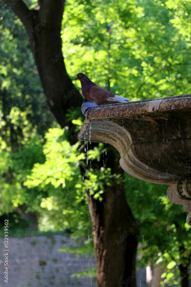 Pigeons on a fountain in park. In Split, Croatia. Selective focus. Pigeons on a fountain in park. In Split, Croatia. Selective focus.