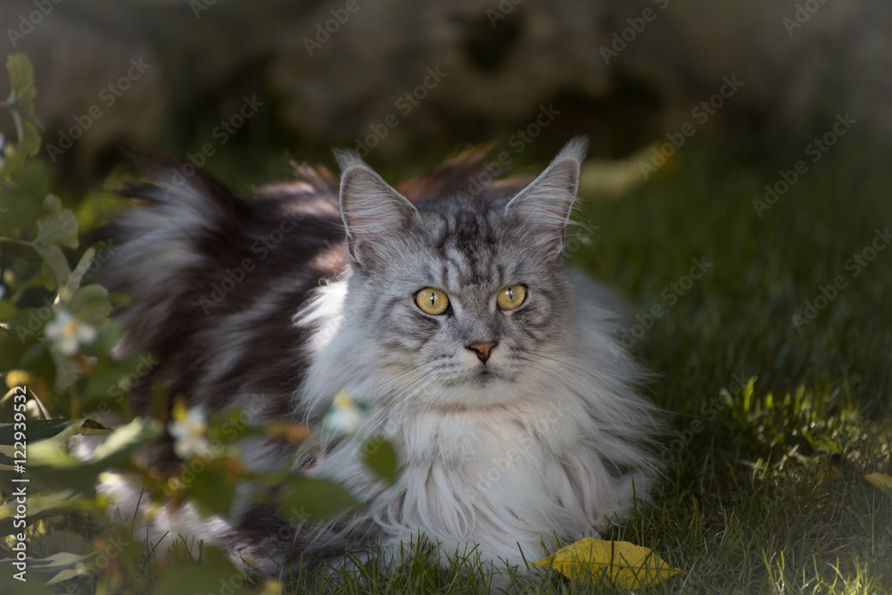 Katze, Maine Coon