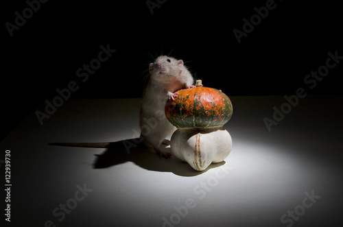 Fototapeta Naklejka Na Ścianę i Meble -  Rat and pumpkin.