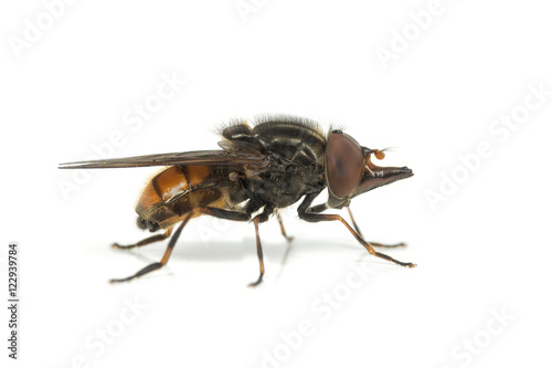 Rhingia campestris hoverfly on a white background