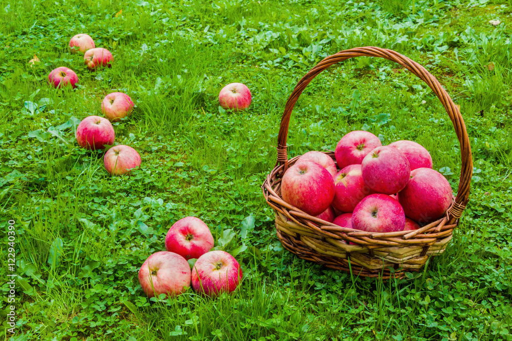 Freshly harvested ripe apples in a brown wicker basket on the green grass in the garden. Freshly harvested ripe apples in a brown wicker basket on the green grass in the garden.
