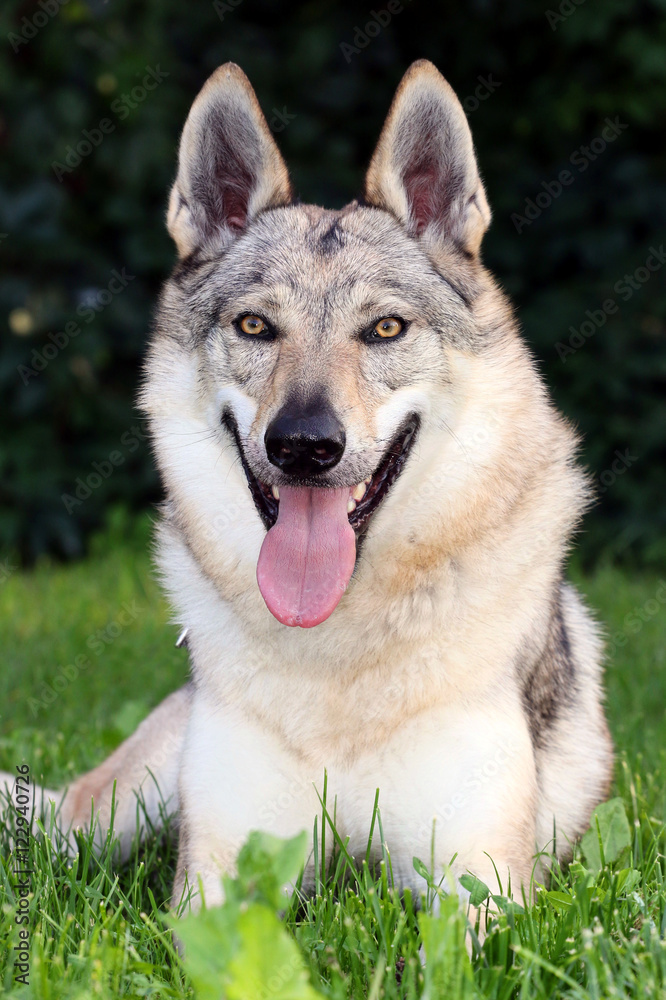 Czechoslovakian Wolfdog lying in the grass Czechoslovakian Wolfdog lying in the grass