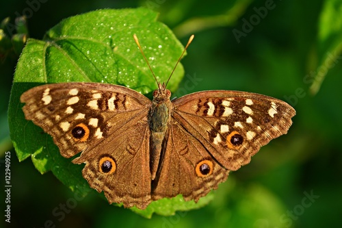 Butterfly on a twig, leaf blur background 