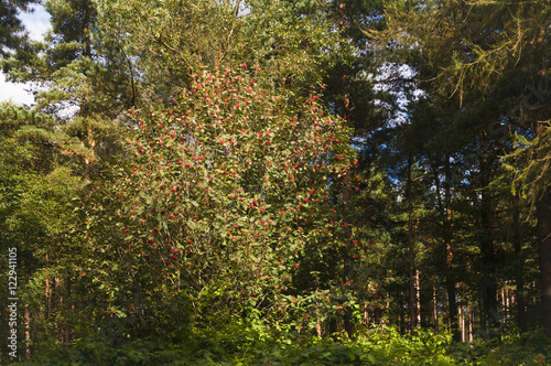 A Rowan, Sorbus, amongst the greenery.