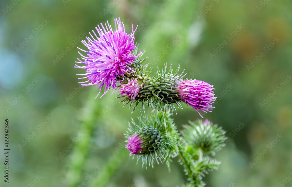Budding and flowering curly plumeless thistle from close Budding and flowering curly plumeless thistle from close