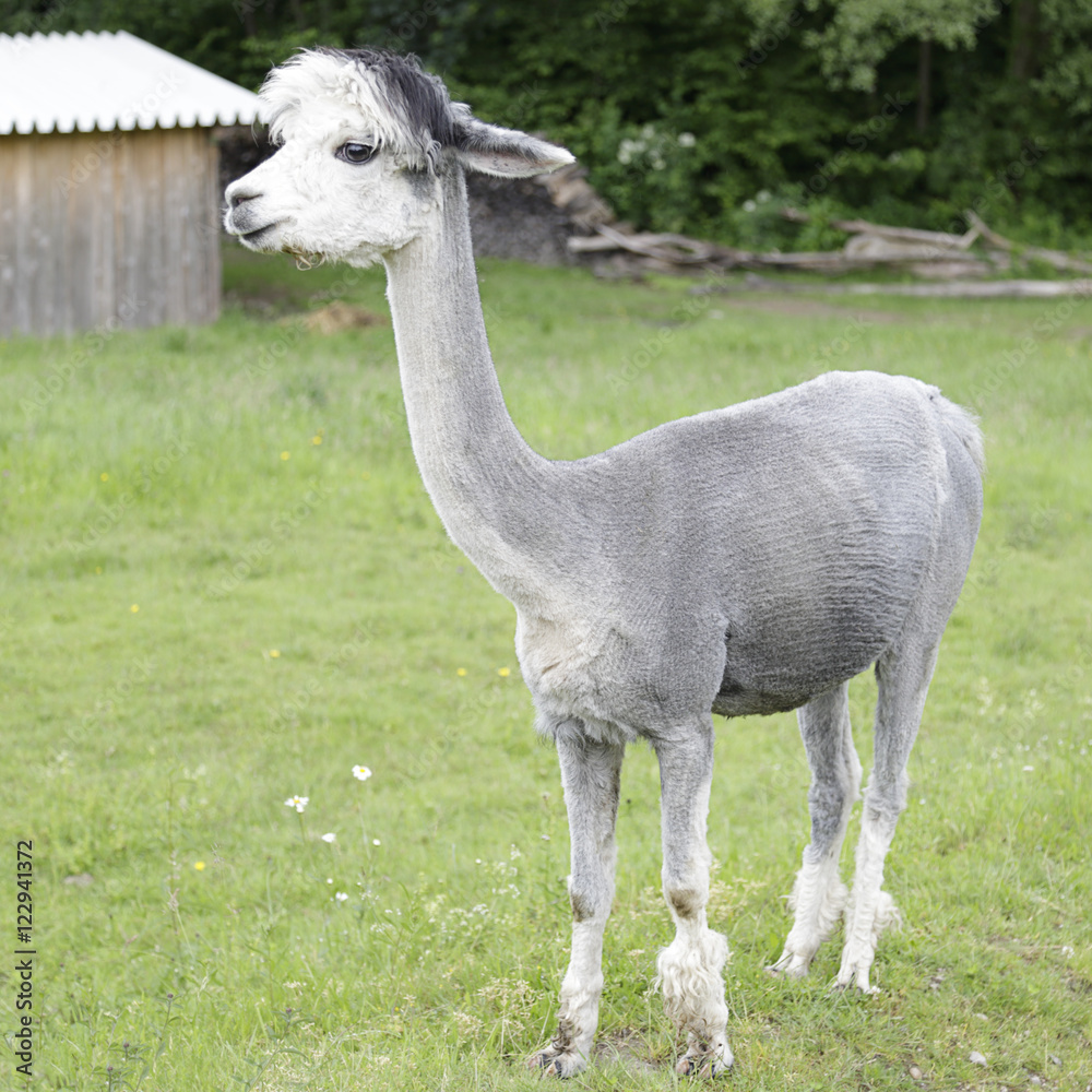 Obraz premium Gray alpaca (Vicugna pacos)