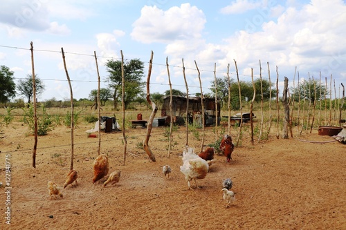 Free living Chicken at the San in Namibia, Africa  photo