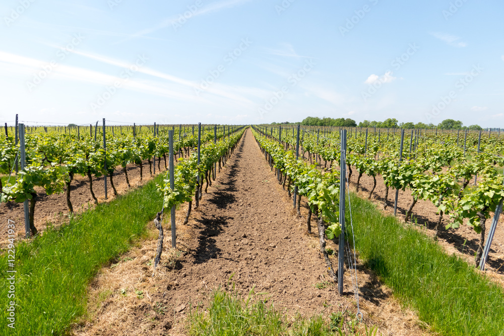 Riesling vineyards in Rheinhessen, Rhineland Palatinate, Central Germany