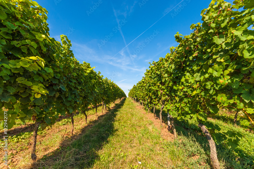 Riesling vineyards in Rheinhessen, Rhineland Palatinate, Central Germany