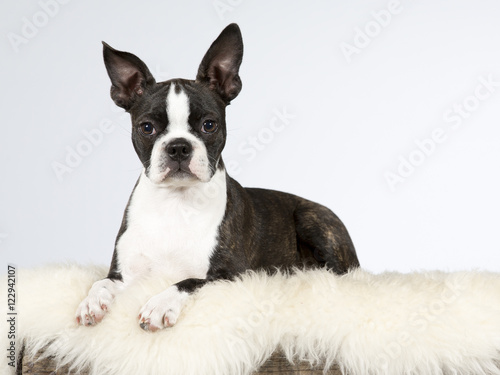 Boston terrier puppy portrait. Image taken in a studio. © Jne Valokuvaus
