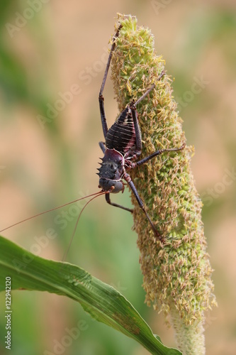 Beetle on Mahango plant in Namibia Africa photo