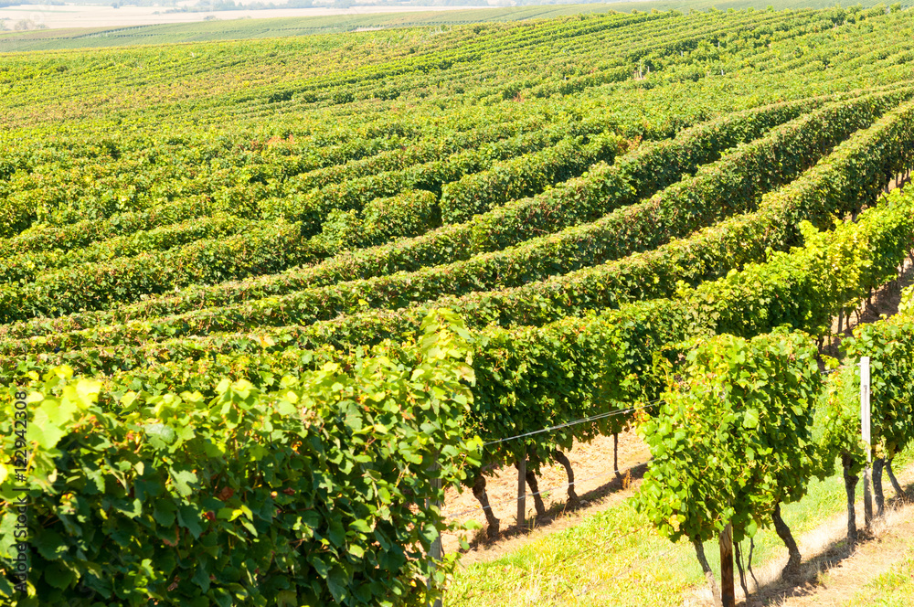 Riesling vineyards in Rheinhessen, Rhineland Palatinate, Central Germany