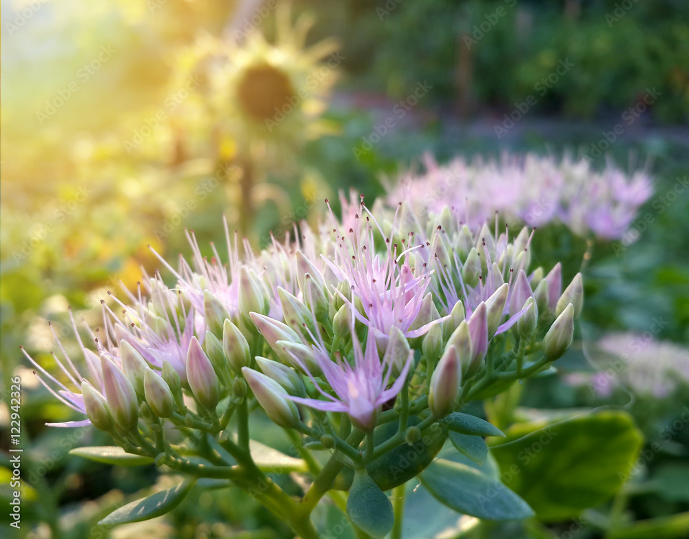 Beautiful pink garden flowers in the sunset light/Beautiful pink garden flowers in the sunset light Beautiful pink garden flowers in the sunset light/Beautiful pink garden flowers in the sunset light