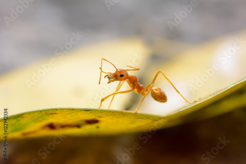 Single red ant alone on the leaves.
