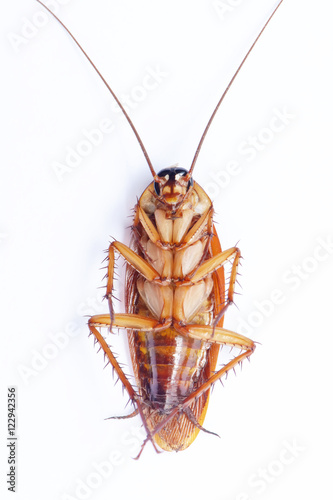 Cockroaches can overturn isolated on a white background.