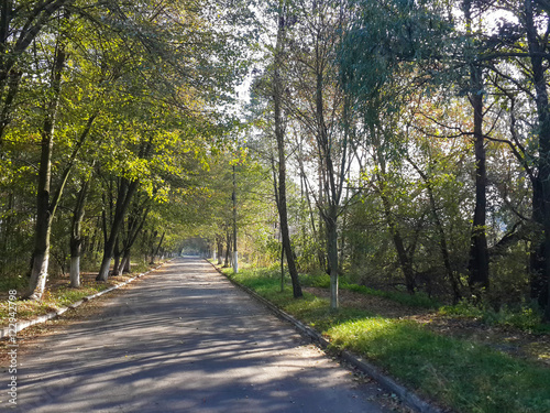 Beautiful road inside the forest/Beautiful road inside the forest
