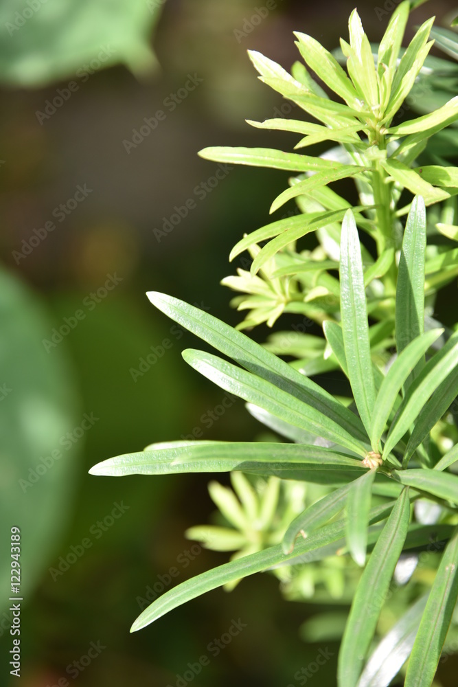 Obraz premium 槇の葉