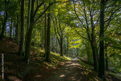 Summer view along an inviting forest path