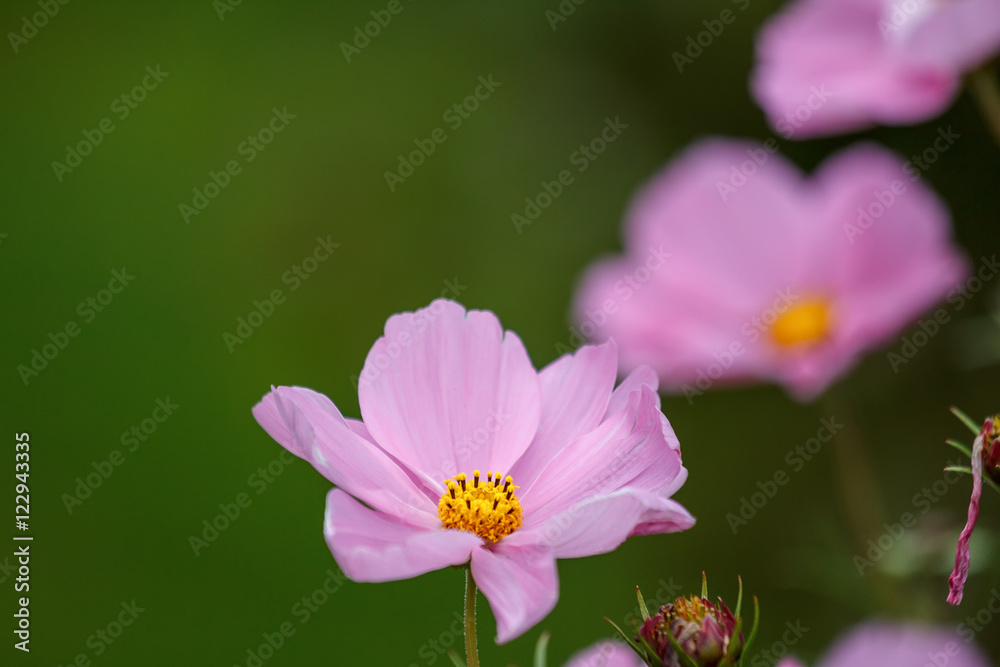 Beautiful pink flowers on a green background. For design Beautiful pink flowers on a green background. For design