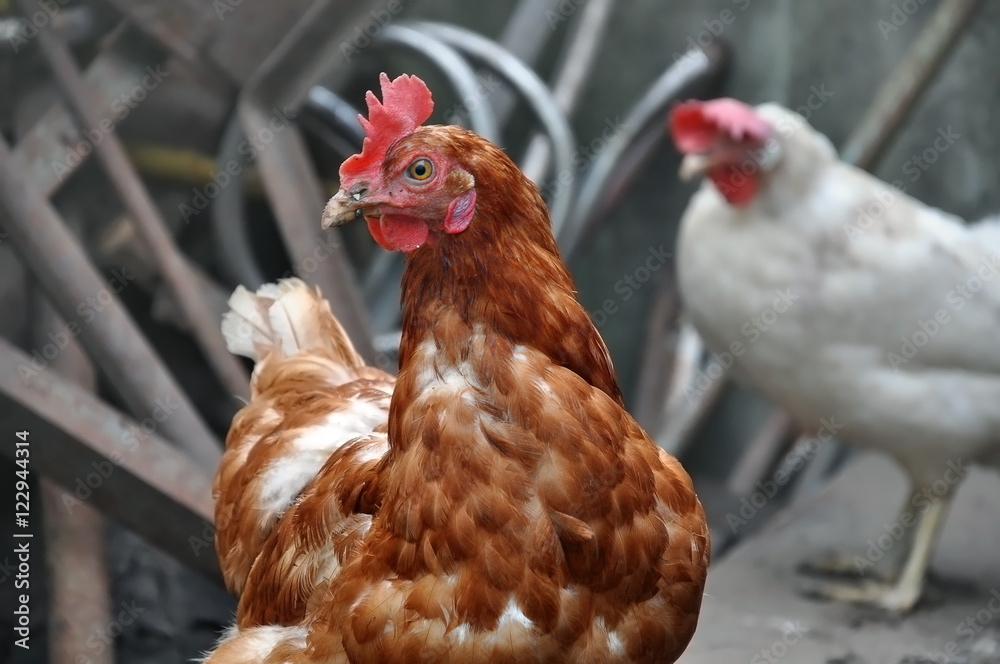Portrait of two hens red and white close up. Selective focus.