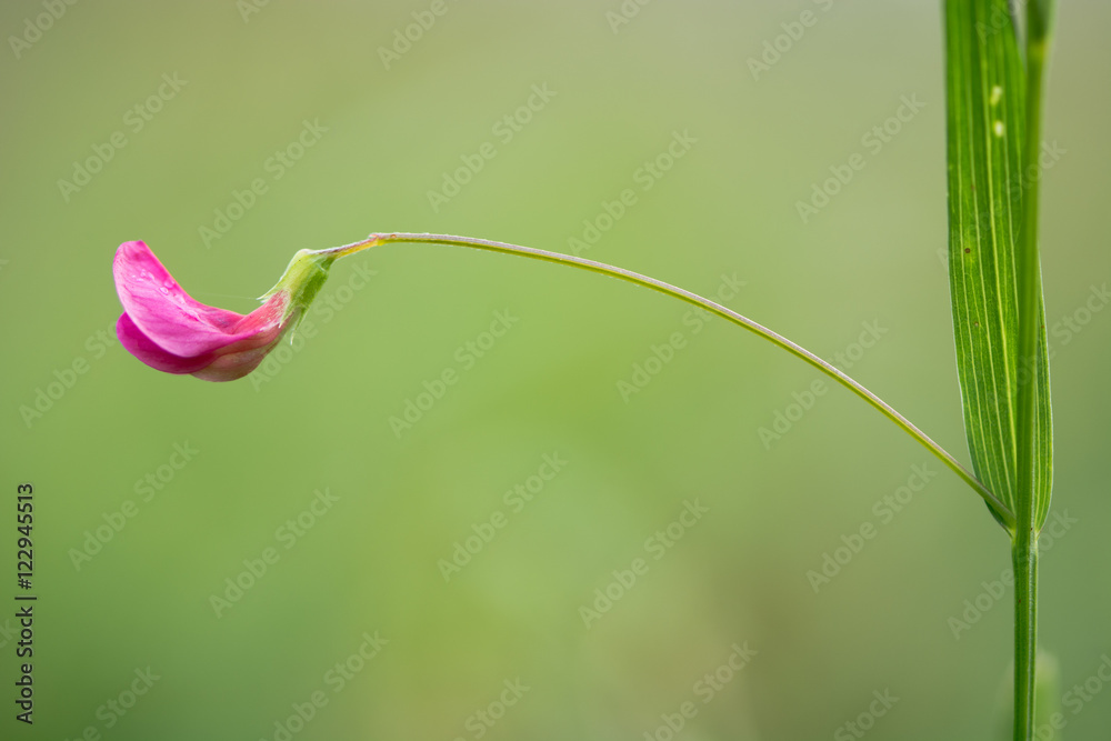 Grass vetchling (Lathyrus nissolia) flower and stem. A flower, stem and leaf of this pink member of the pea family (Fabaceae) Grass vetchling (Lathyrus nissolia) flower and stem. A flower, stem and leaf of this pink member of the pea family (Fabaceae)