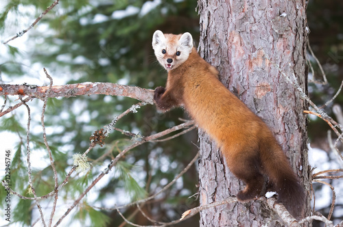 Pine marten rests on a branch in Algonquin Park, Canada in winter
