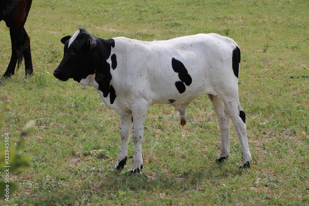 Calf farming in Namibia, Africa