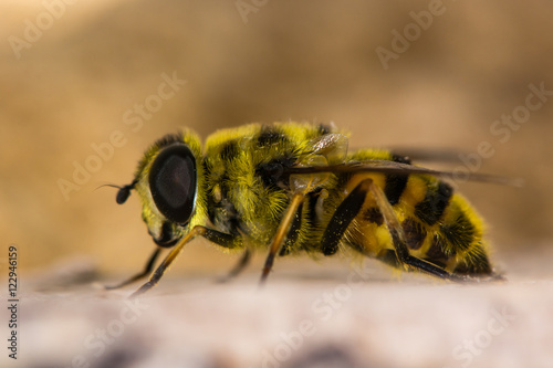 Myathropa florea hoverfly in profile. Myathropa florea hoverfly in profile photo