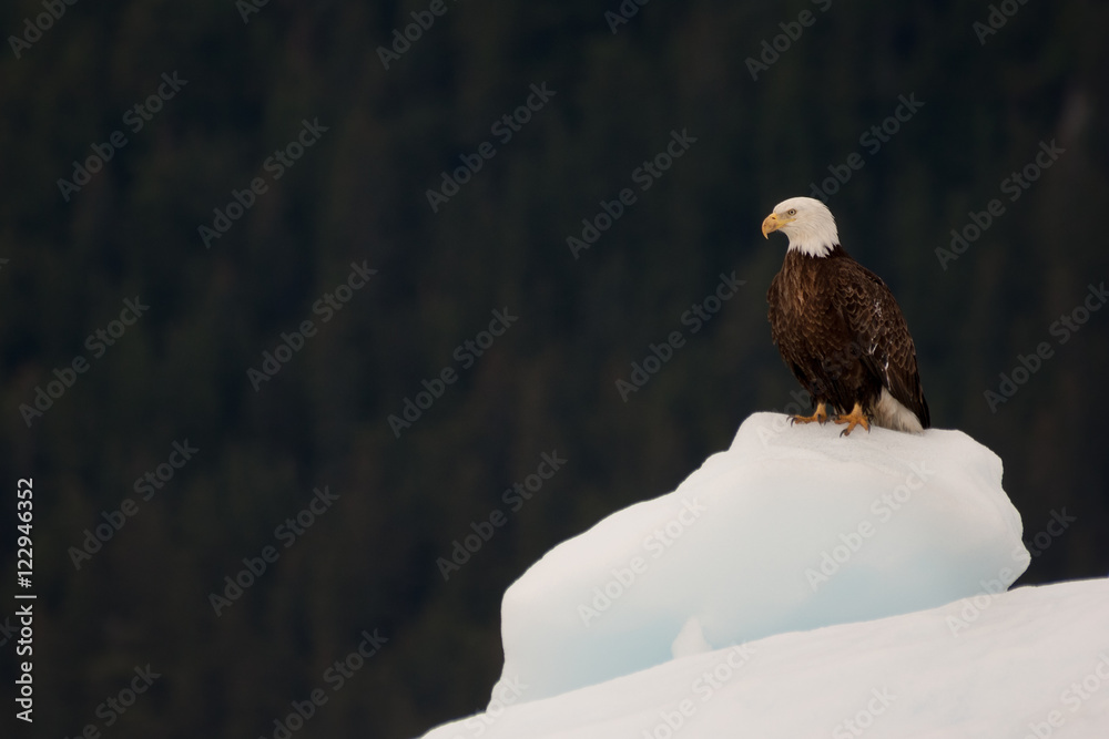 Fototapeta premium Bold eagle resting on iceberg in Prince William Sound, Alaska