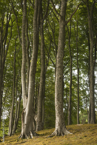 A portrait image of a stand of Beech Trees  Fagus sylvatica.