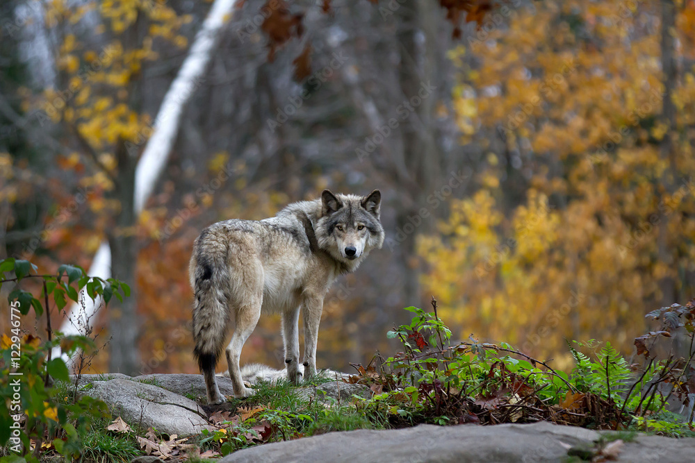 Fototapeta premium A lone Timber wolf or Grey Wolf (Canis lupus) standing on a rocky cliff looking back on a rainy day in autumn in Quebec, Canada