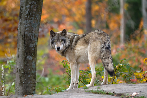 Timber wolf or Grey Wolf (Canis lupus) on top of a rock looks back on an autumn day in Canada 